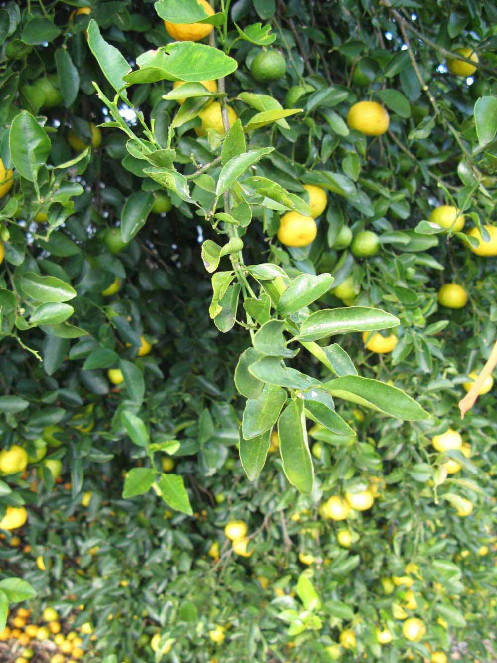              Sun leaves (Winter Haven, FL)       